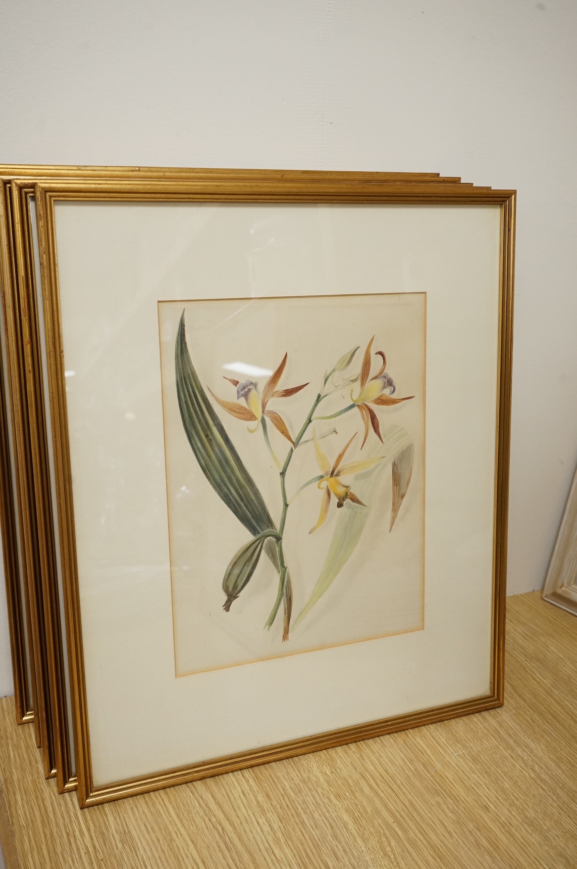 Late 19th / early 20th century school, set of eighteen watercolours, botanical studies, some with Latin pencil inscriptions, unsigned, 29 x 22cm